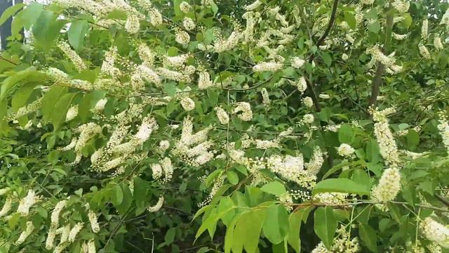 한국야생화33.새로티나 벚나무꽃#효능약효#꽃말 смотреть онлайн