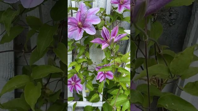 Pink Beauty Clematis