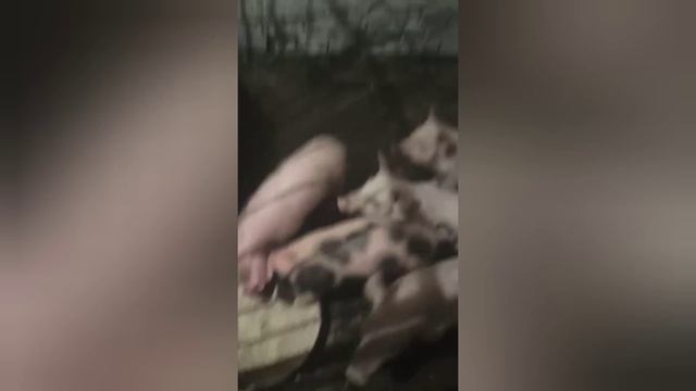 Купівля поросят//Як вибрати поросят//Як можуть взути і продати поросят?? смотреть онлайн