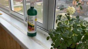 Как вырастить Розу в горшке с магазина