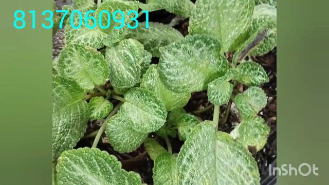 episcia plants online sale смотреть онлайн
