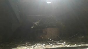 ПОЧЕМУ КРОЛИКАМ НУЖНО ДАВАТЬ СВЕЖУЮ ТРАВУ. КОРМЛЕНИЕ КРОЛИКОВ ТРАВОЙ