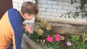 Как сохранить герань до следующего года\Пересадка гераней\Томаты на подоконнике.