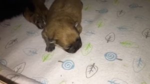 Померанский шпиц мама кормит своих щенят молоком ?