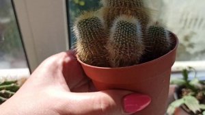 Рассаживаю каладиумы? Кактус расцвел??