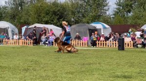 ПП 315 Goldene Bienenstock PAVLA / Моно немецких овчарок ПК БРОННИЦЫ 10.08.2024