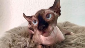 Лысая кошка сфинкс эльф шипит и странно себя ведёт