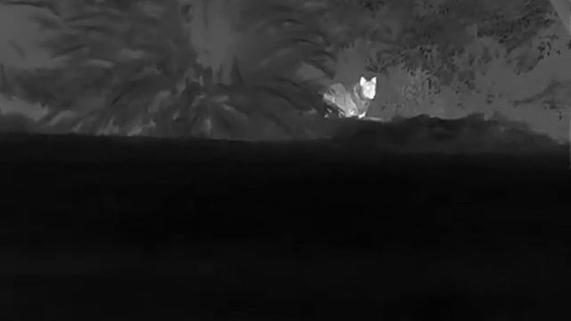 ThermTec Cyclops 650 a 300 metros de distancia monocular térmico // thermal distance смотреть онлайн