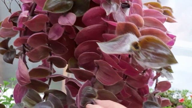 Кое-что из традесканций смотреть онлайн