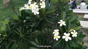 Плюмерия: уход в домашних условиях и способы размножения