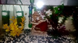 Рыбка петушок с другими рыбками( гуппи, тернеции, коридорасы)