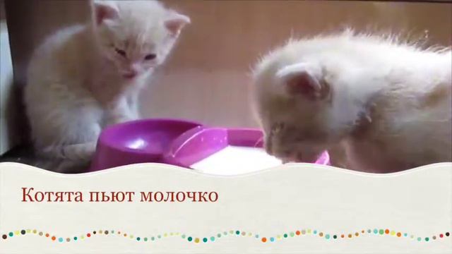 Кошки хотят есть смотреть онлайн