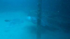 Marble ray climbing a wreck in Maldives