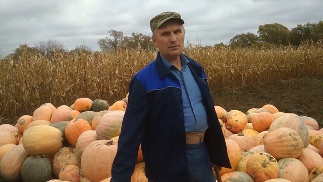 Сколько весит тыква? Как заказать семена? смотреть онлайн