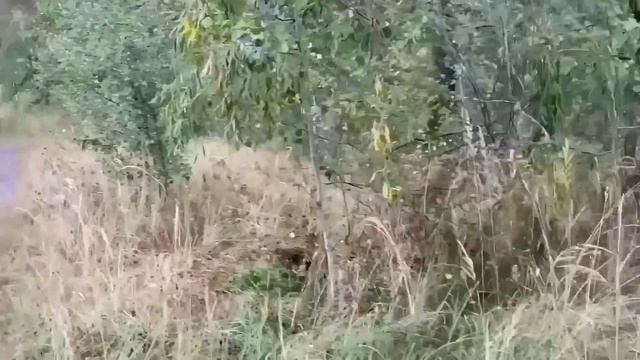 ДОСТАЛА КОТА, ТЕПЕРЬ ПОЛИНУ С ВАНЕЙ ДОСТАЕТ. ОЛЮНЯ И КОТЮНЯ.