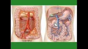 Толстая кишка. Кровоснабжение. Венозный отток. Иннервация. Лимфоотток