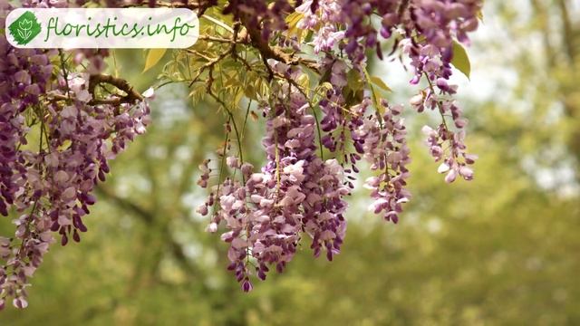 ? Глициния (вистерия) – описание растения