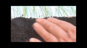 Выращивание лука-порея через рассаду