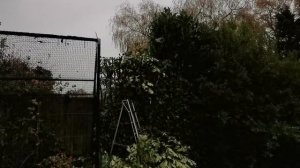 How to Prune and Cut back a large Laurel Hedge