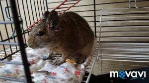 Дорого ли содержать дегу? || Как можно экономить?