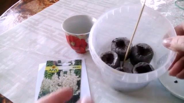 Многолетник Юкка. Размножение