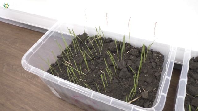 Как снизить отрицательные эффекты химии при обработке семян? Серия 3 смотреть онлайн