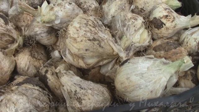 Под занавес сезона: СКОРО ДОМОЙ смотреть онлайн