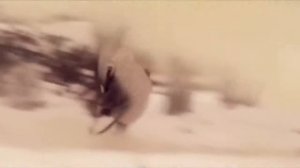 Блокпост. Акация.