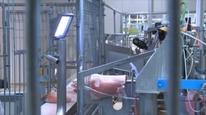 Линия автоматической разделки туши