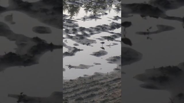 Ранняя птаха. смотреть онлайн