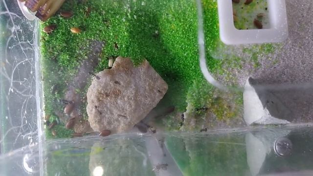 Муравьи. Формикарий эксперимент о ужас что будет с личинками муравьев!!!!!!!!!!!!!!!!!! смотреть онлайн