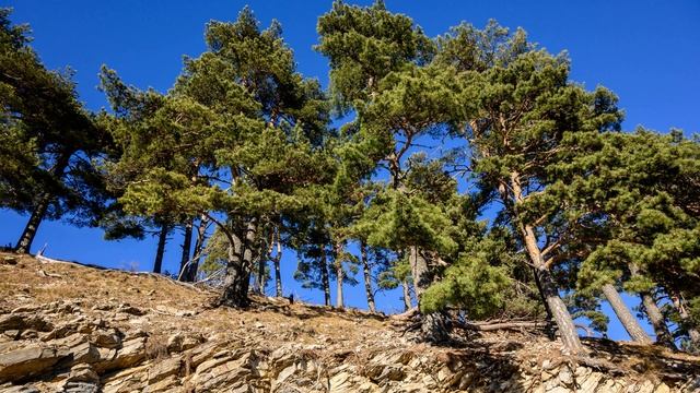 Крымский природный заповедник/Алушта/03.01.2021г смотреть онлайн