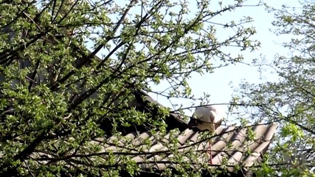 Гость...  Аист (Stork)