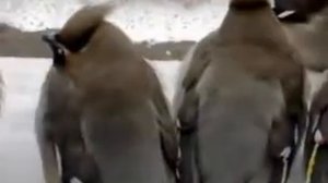 Пьяные свиристели.