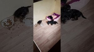 Питомник йорков прямой эфир