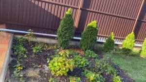 Не сажайте туи западные Смарагд на юге! А что сажать?