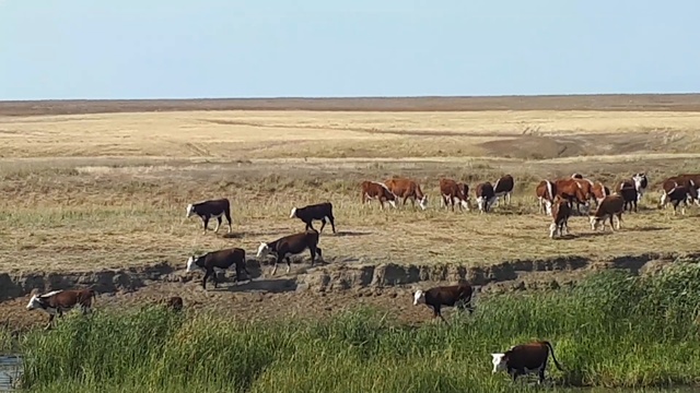 Продажа КРС живым весом +79656176005 WhatsApp,Viber,Telegramm смотреть онлайн