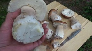 В Лейпясуо пошли белые грибы. 27.08.2023