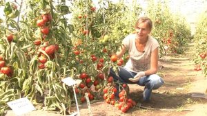 Семена Гавриш Томаты