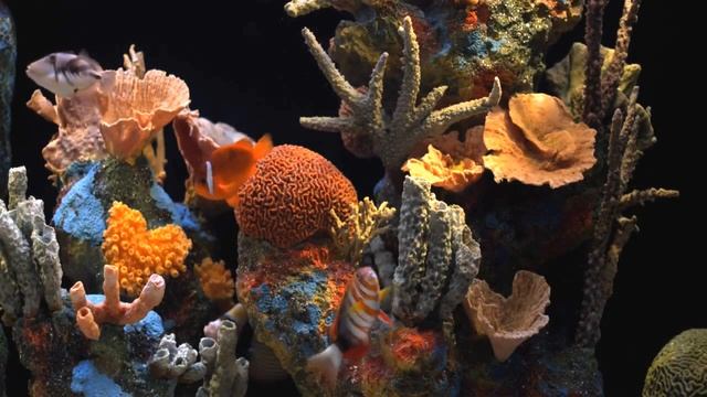Морской коралловый аквариум смотреть онлайн