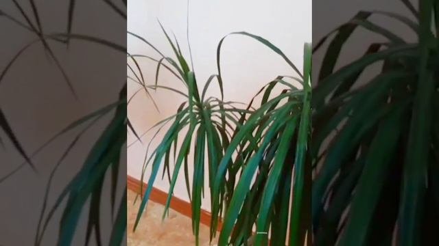 Драцена. Подкормка.