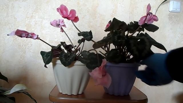 Цикламены в домашних условиях. Особенности выращивания и цветения.