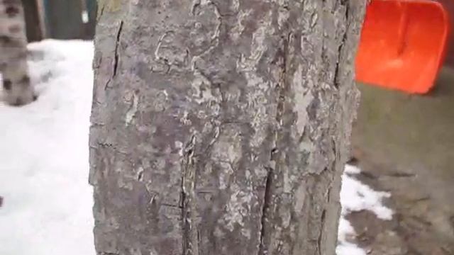 Известь убивает сад. смотреть онлайн