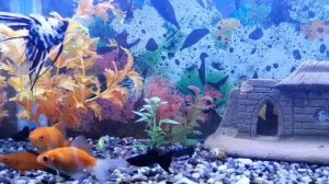 Икки эрли аёл | Ikki erli ayol