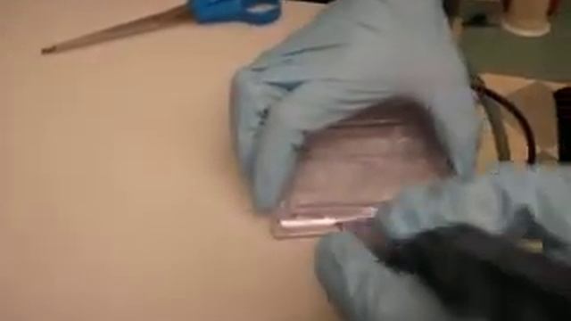 Setting up Western blot, part 2 смотреть онлайн