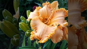 Лилейник Spacecoast Starburst