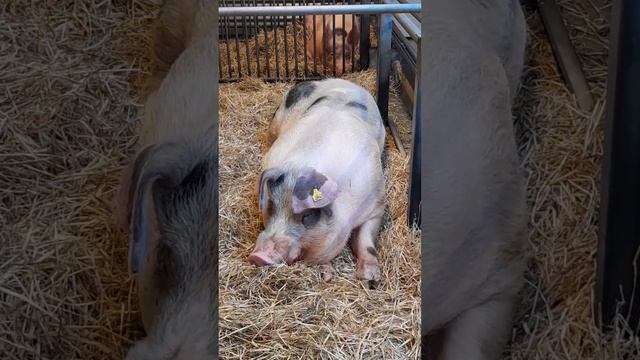 冰岛雷克雅未克动物园肥猪 Pigs Fjölskyldu- og húsdýragarðurinn Reykjavik Zoo Iceland смотреть онлайн