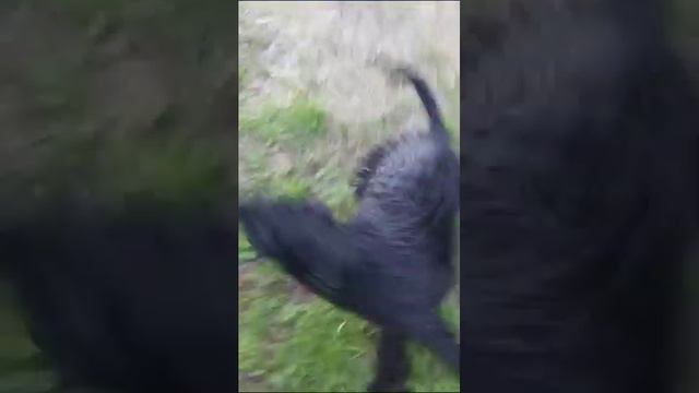 #питомниккерриблю #керриблютерьер смотреть онлайн