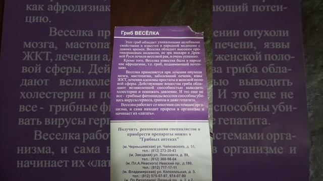 лечебный гриб
