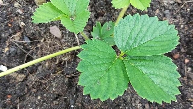Размножение клубники садовой земляники усами Самые удобные способы